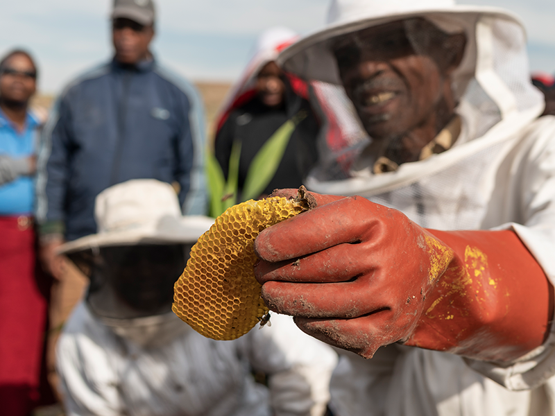 Weltbienentag: Mit einem Bienenstock doppelt Freude schenken!